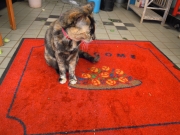 東京都東大和市の花屋　はなひろ