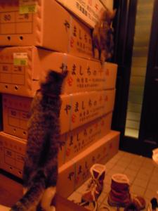 dscn20781
