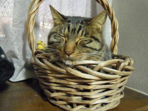 少しデブです｜「はなひろ」　（東京都東大和市の花キューピット加盟店 花屋）のブログ