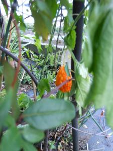 dscn2871