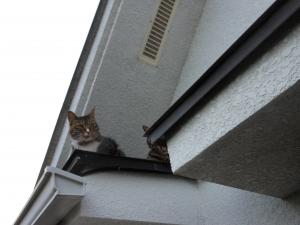 雨上がり｜「はなひろ」　（東京都東大和市の花キューピット加盟店 花屋）のブログ