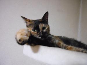 いただきねこ｜「はなひろ」　（東京都東大和市の花キューピット加盟店 花屋）のブログ
