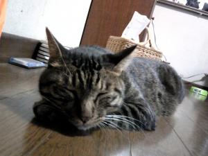 夏休みのお知らせ｜「はなひろ」　（東京都東大和市の花キューピット加盟店 花屋）のブログ