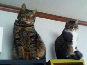 1233
