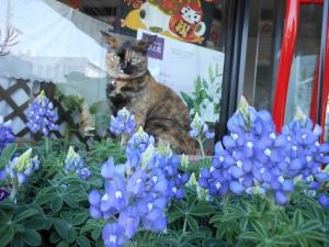 謎の失敗｜「はなひろ」　（東京都東大和市の花キューピット加盟店 花屋）のブログ
